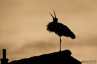 Weissstorch im Sonnenuntergang
