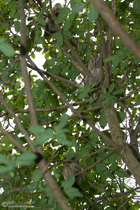 Zwergohreulen am Schlafplatz