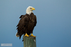 Weisskopfseeadler in Florida