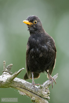 Amsel