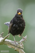 Amsel