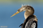 Anhinga