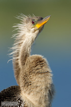 Anhinga