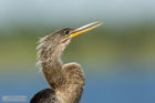 Anhinga