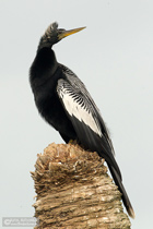 Anhinga