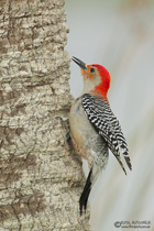 Carolinaspecht