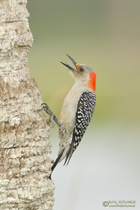 Carolinaspecht
