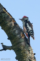 Mittelspecht mit Kirsche