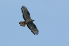 Wespenbussard