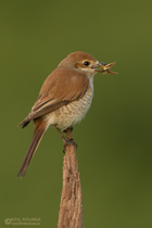 Neuntöterweibchen mit Beute