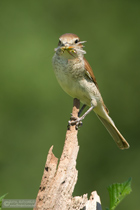 Neuntöterweibchen mit Beute