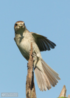 Neuntöterweibchen mit Beute