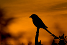 Neuntöter bei Sonnenuntergang