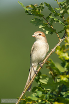 Neuntöterweibchen mit Beute