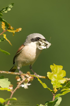 Neuntötermännchen mit Beute