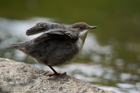 Junge Wasseramsel