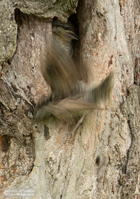 Ausfliegender Wendehals