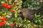 Amsel