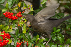 Amsel