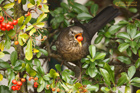 Amsel