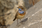Blaukehlchen