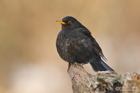 Amsel