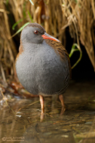 Wasserralle