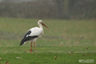 Weissstorch