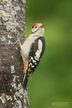 junger Buntspecht