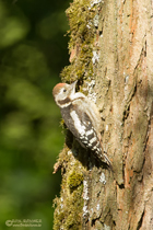 Mittelspecht Jungvogel