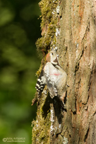 Mittelspecht Jungvogel