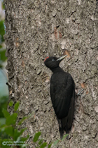 Schwarzspechtweibchen