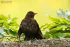 Amsel