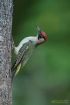 Grünspechtmännchen