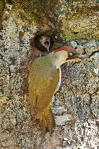 Grünspechtweibchen würgt Futter hervor