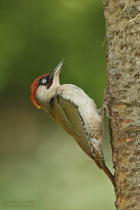 Grünspechtmännchen