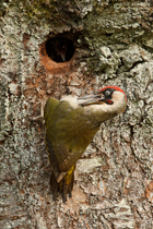 Grünspechtmännchen