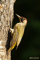 Grünspechtmännchenn