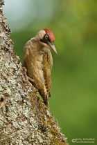 Grünspechtweibchen