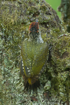 Frisch ausgeflogener Grünspecht