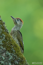 Grünspechtjungvogel
