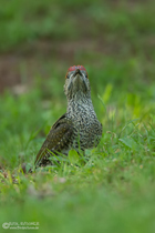 Grünspechtjungvogel