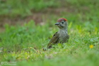 Grünspechtjungvogel