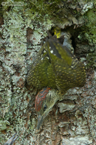 Grünspechtjungvogel