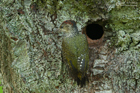 Grünspechtjungvogel