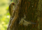 Grünspechtjungvogel