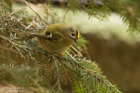 Wintergoldhähnchen