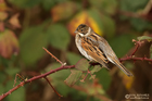 Rohrammermännchen