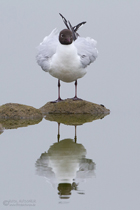 Lachmöwenspiegelung