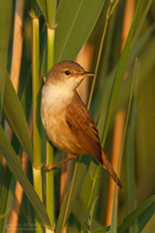 Teichrohrsänger